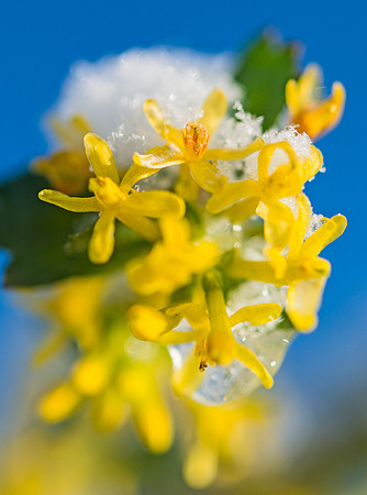 Snowy_flowers_1