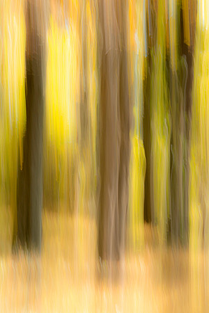 Campground_Trees_BRP_2016_2
