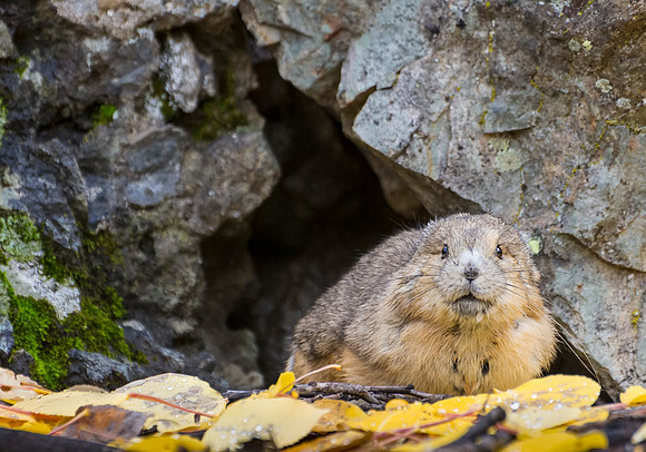 Pika_MB_1
