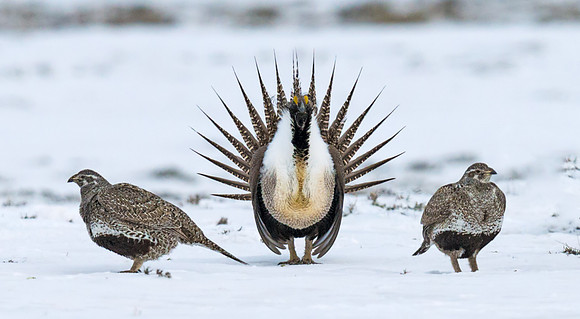 Sage_Grouse_8