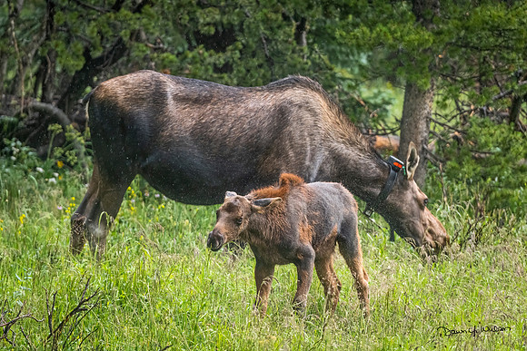 Moose_LDR_2022_9