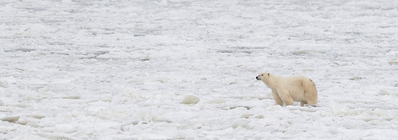 Polar_Bear_CH_8