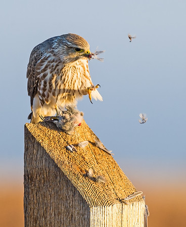 Prairie_falcon_3