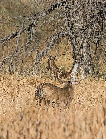 White-tailed_deer_42