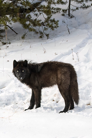 Wolf_YNP_2024_8