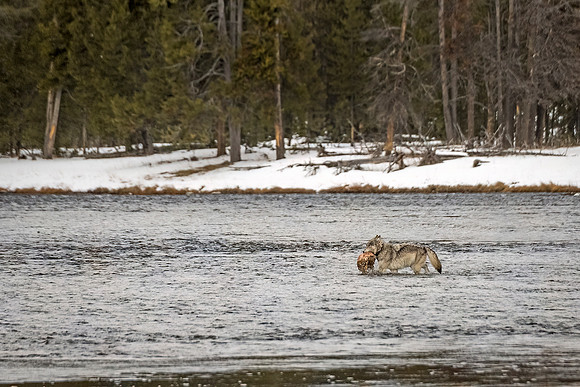 Wolf_YNP_2024_3