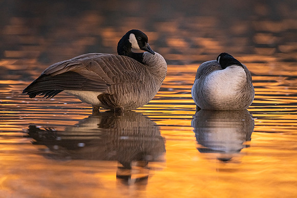 Canada_goose_EP_2022_2