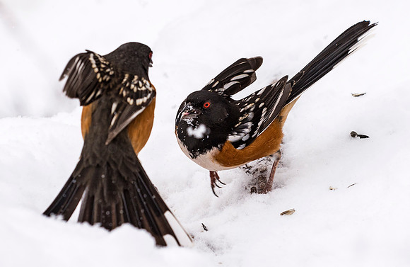 Rufous-sided_Towhee_1