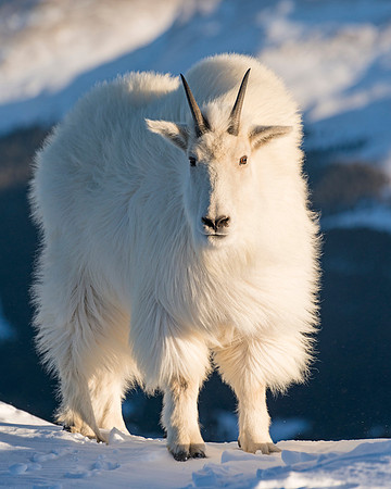 Mountain_Goat_35