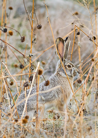 Black-tailed_Jackrabbit_1