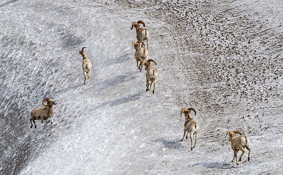 Bighorn_sheep_102