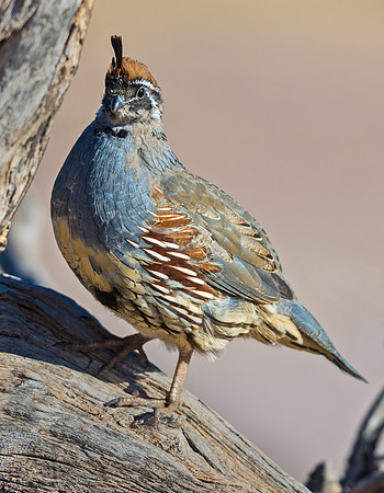 Gambels_quail_1