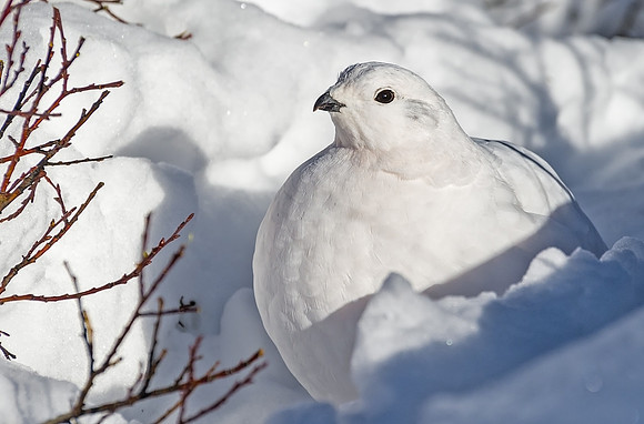 White-tailed_ptarmigan_25