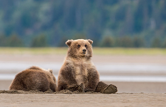 Brown_bear_cub_LC_7