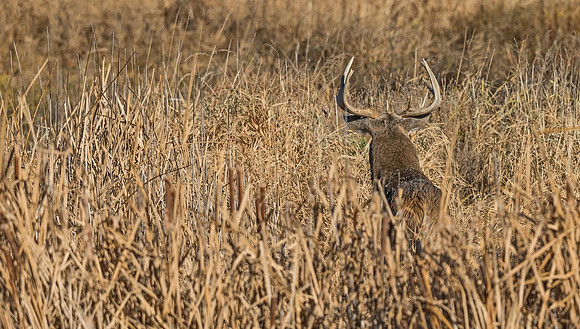 White-tailed_deer_29