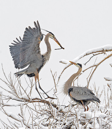 Great_Blue_Heron_3