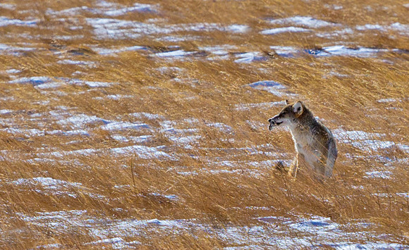 Coyote_16
