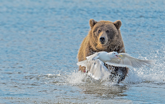 Brown_bear_30