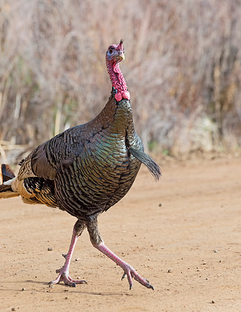 Turkey_WC_15