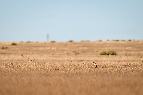 Black-footed_ferret_Lamar_2024_3