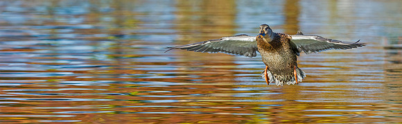 Mallard_hen_3