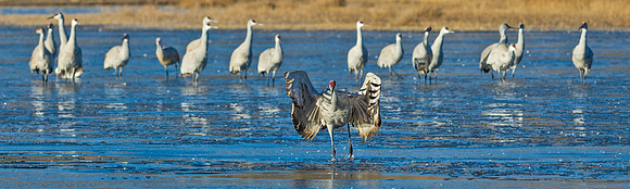 Sandhill_crane_8