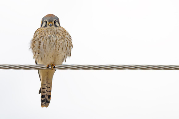 American_kestrel_11