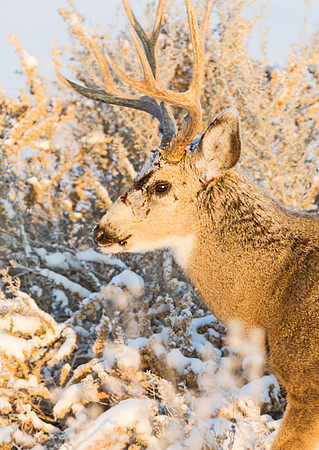 Mule_deer_buck_75