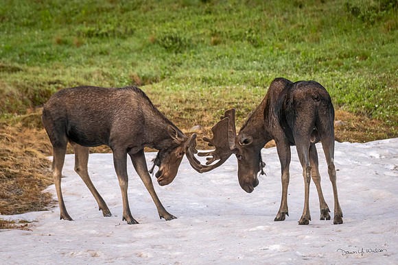 Moose_RMNP_2022_26