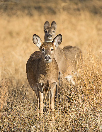 White-tailed_Deer_Fawn_8