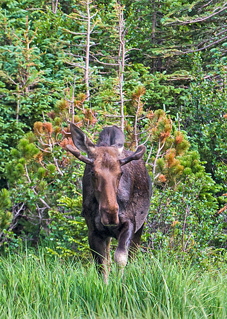 Moose_68