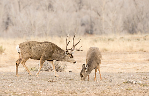 Mule_Deer_WY_3