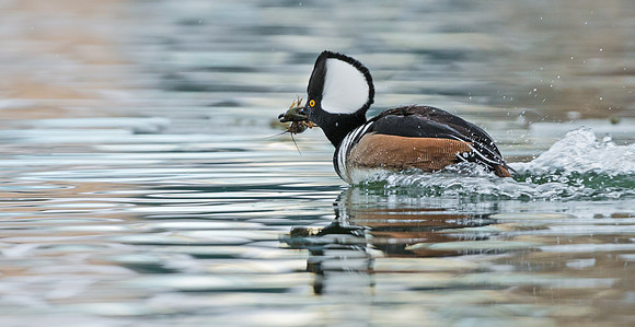 Hooded_merganser_9