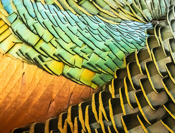 Ocellated_turkey_Belize_2024_2