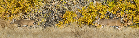 white-tailed_deer_14