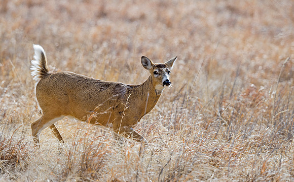 White-tailed_deer_59