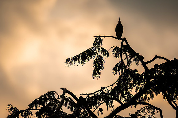 Striated_heron_Peru_2024_1