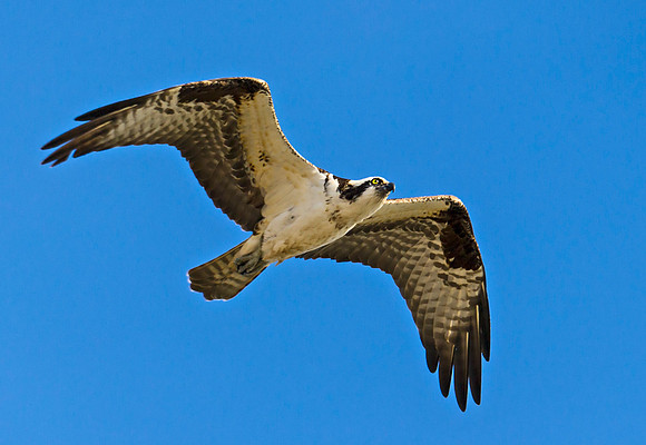 Osprey_32