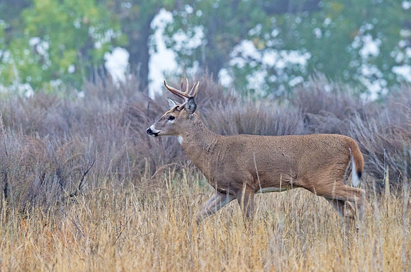 White-tailed_buck_8