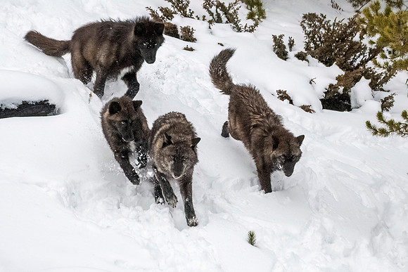 Wolf_YNP_2024_7