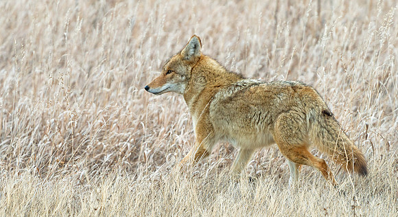 Coyote_20