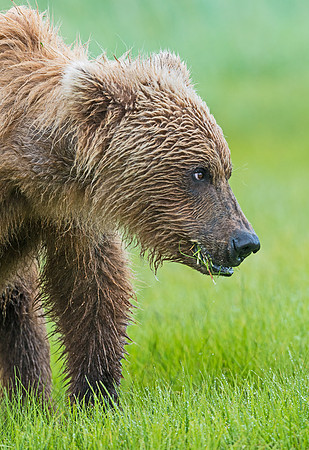 Brown_Bear_HB_25