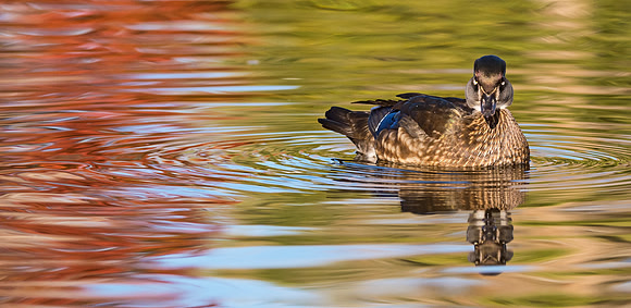 Wood_duck_47
