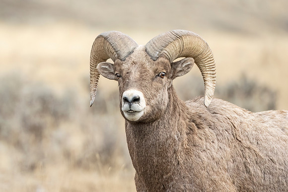 Bighorn_sheep_ram_YNP_2024-1