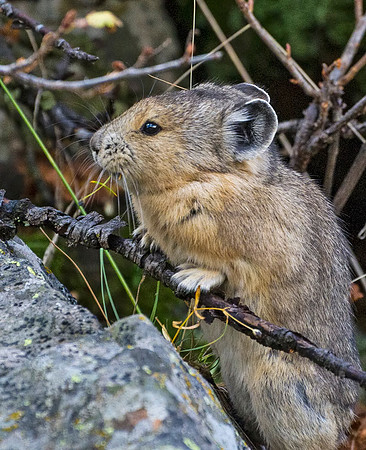 Pika_MB_Fall_5
