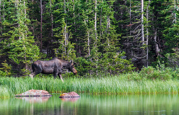 Moose_66