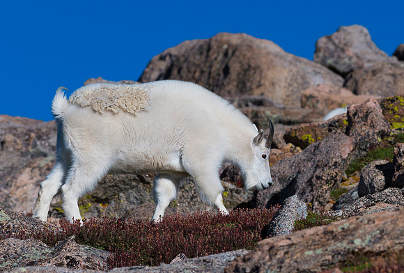 Mountain_goat_27