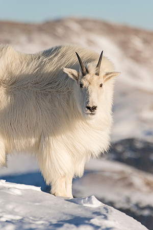 Mountain_Goat_41