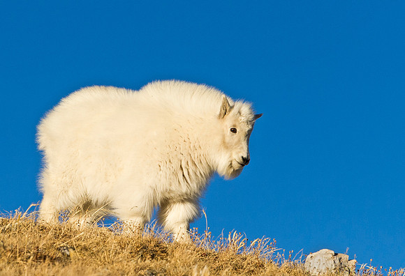 Mountain_goat_31