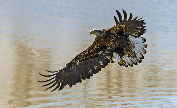 Bald_eagle_108